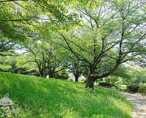 桜の丘