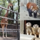 羽村市動物公園