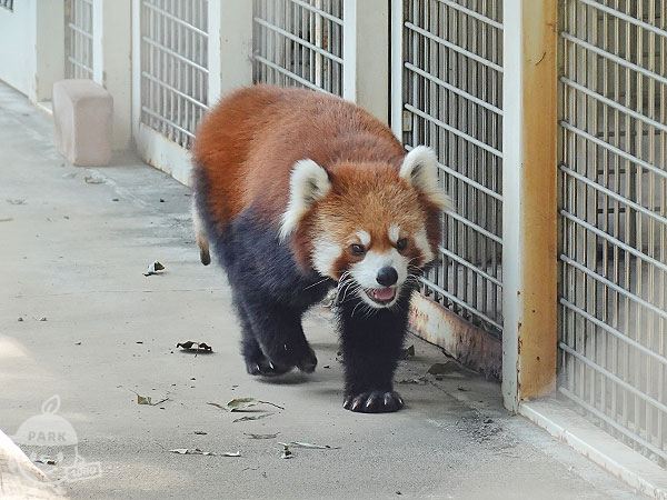 シセンレッサーパンダ