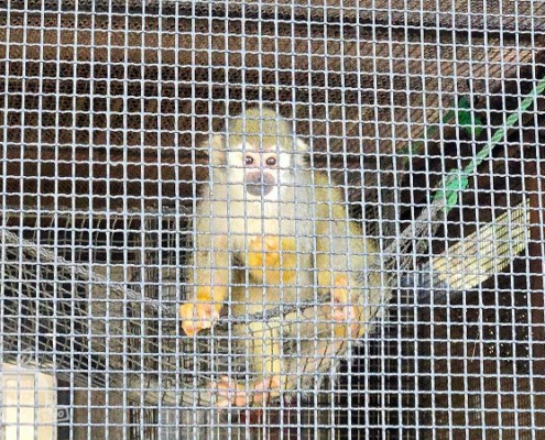 コモンリスザル