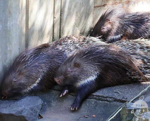 インドタテガミヤマアラシ
