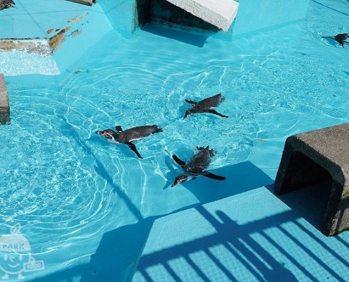 フンボルトペンギン